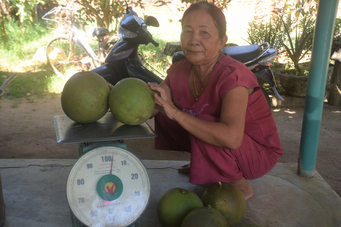 Pomelo growers in An Huu commune have joined the Thanh Nien Agricultural Cooperative, so the cooperative has stable consumption with reasonable prices. Photo: V.D.T.