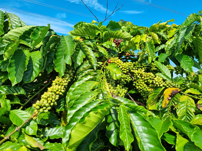 Raising the quality of coffee is the top priority for Gia Lai province. Photo: Tuan Anh.