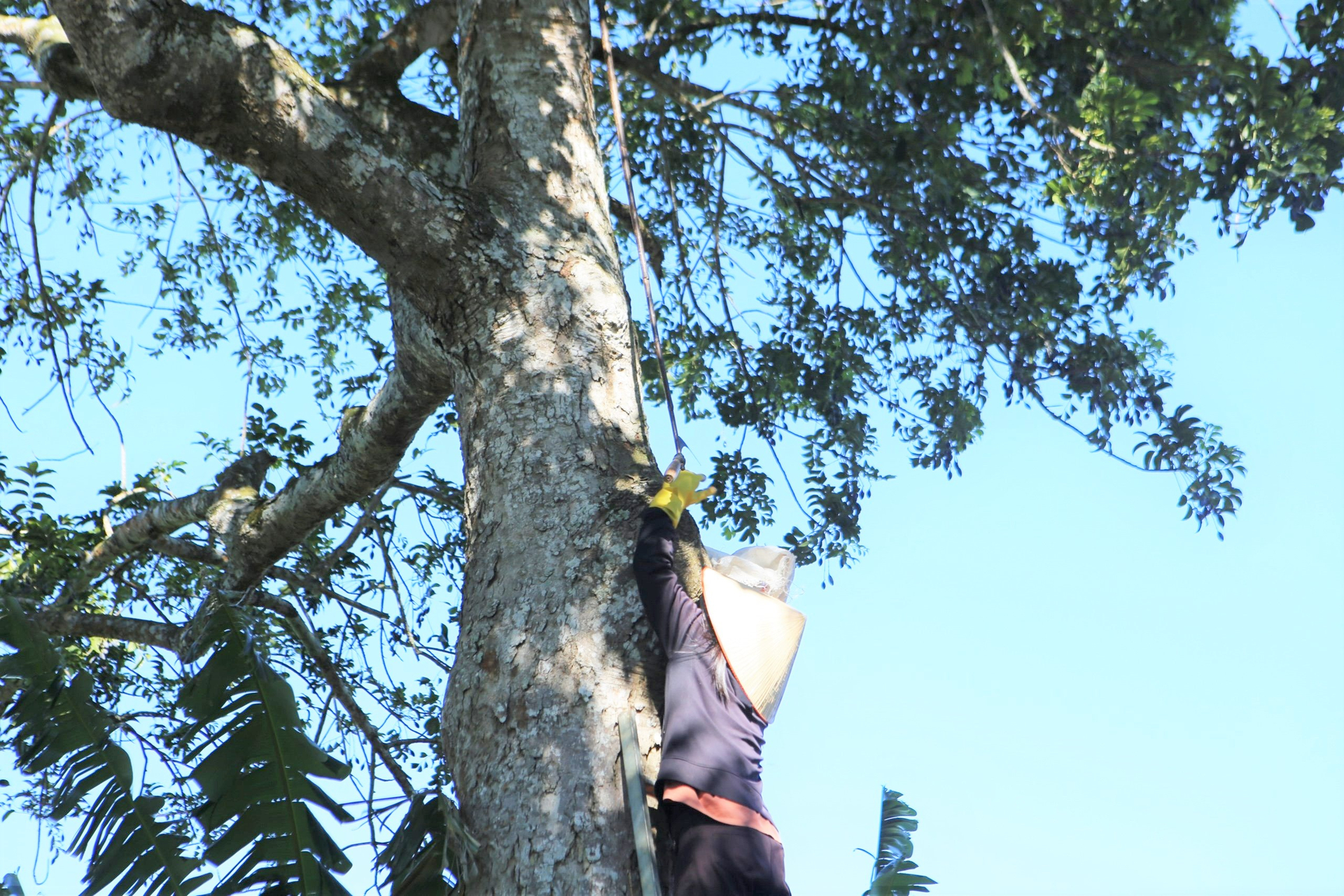 As the farmer, ancient black olive trees can bring about nearly 30 million VND every year.