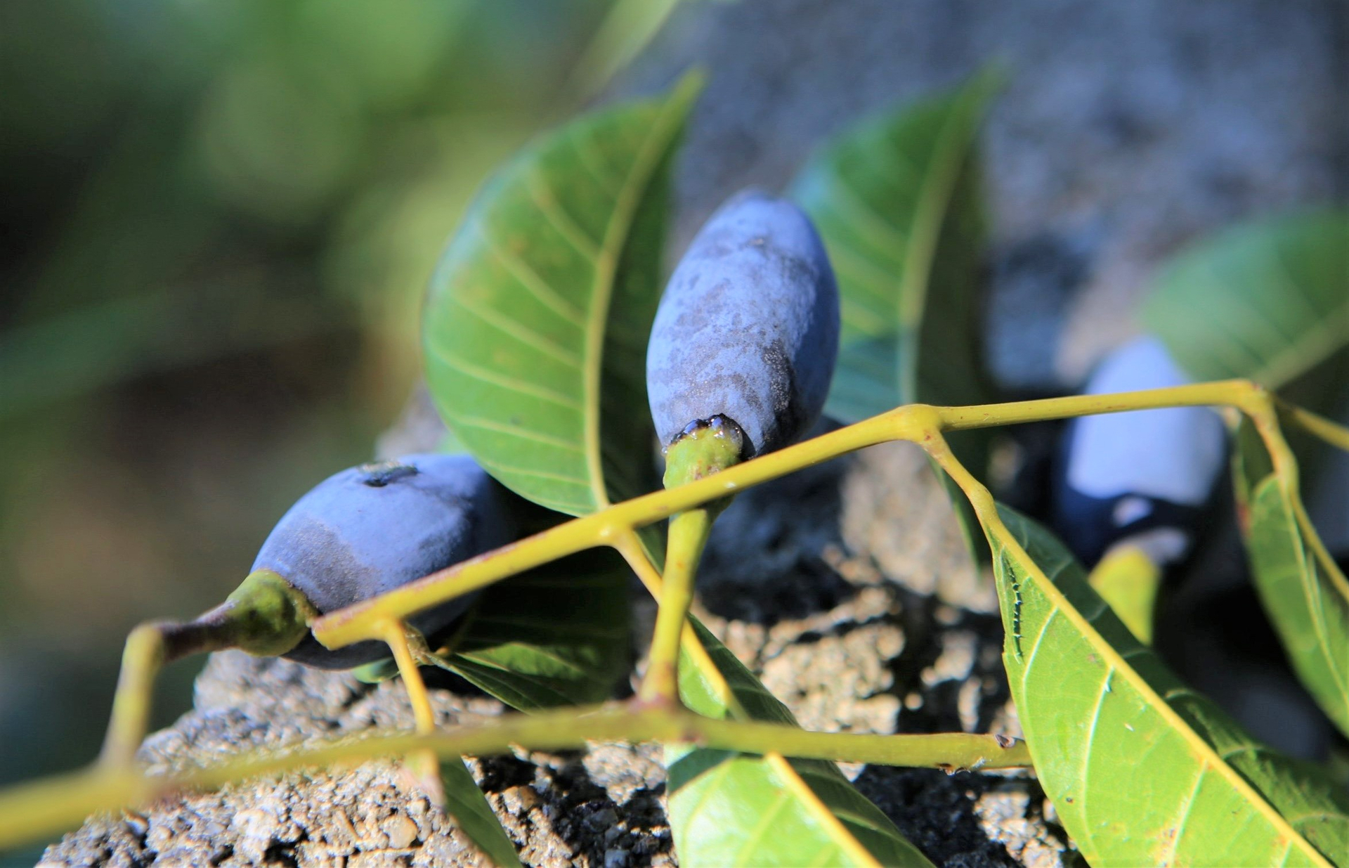 Currently, the people of Huong Son are expanding the cultivation area of this specialty tree.