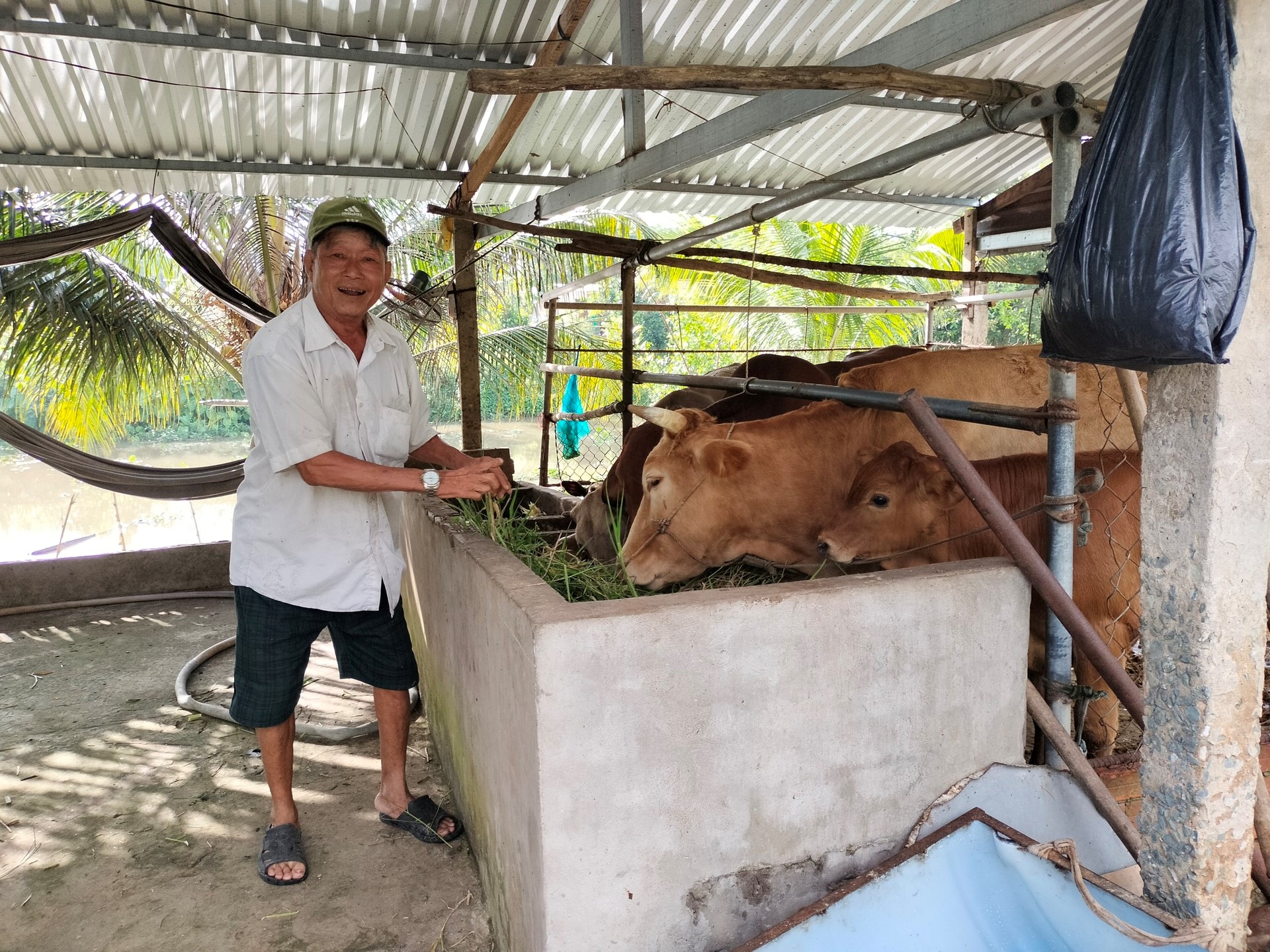 Breeders need to be vigilant against the reappearance of lumpy skin disease. Photo: Minh Dam.