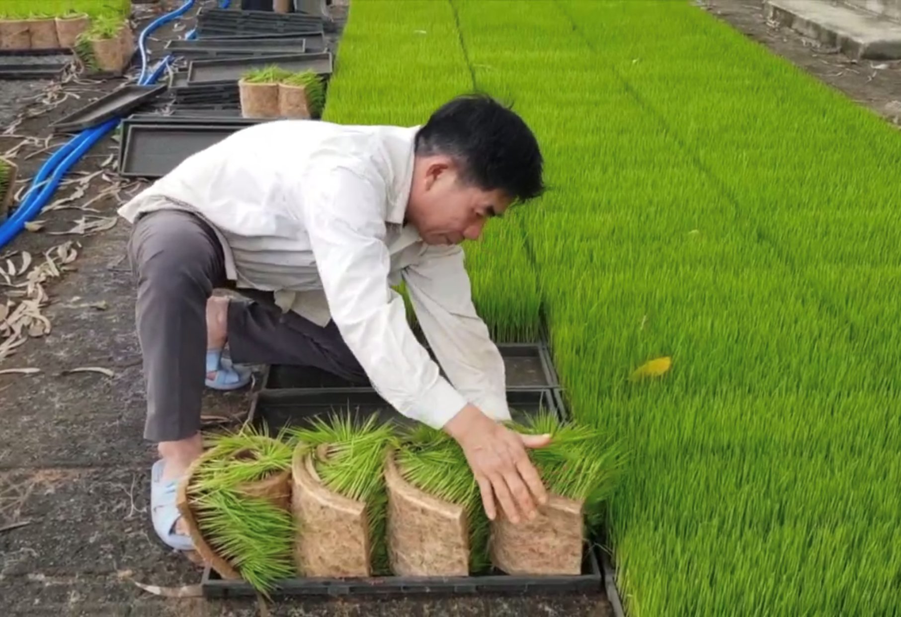 HTX Nông nghiệp Ân Tín chuẩn bị đưa mạ ra đồng để cấy máy những diện tích sản xuất lúa hữu cơ. Ảnh:V.Đ.T.