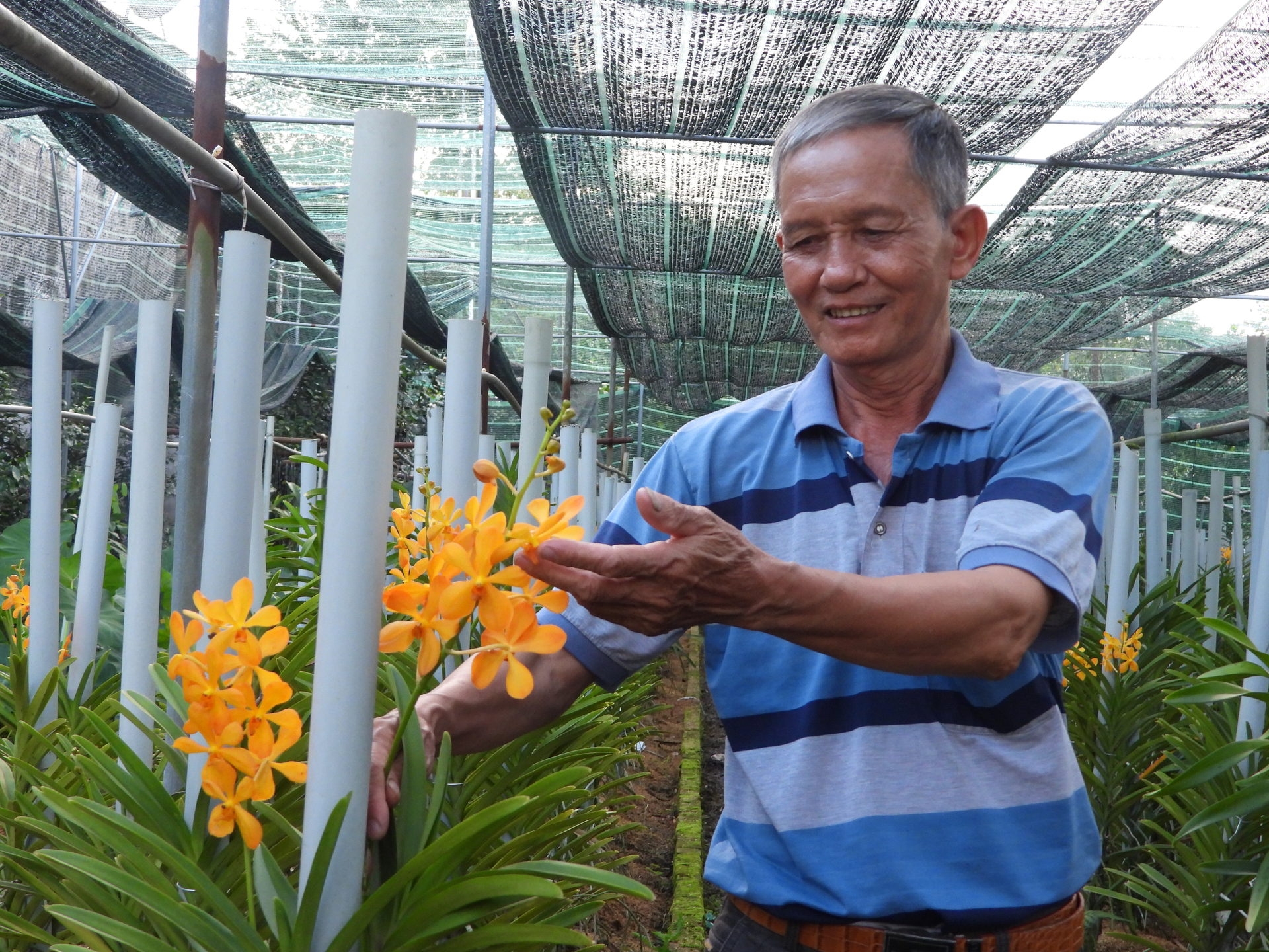 dscn0720-162628_8.jpg Mô hình trồng lan, hướng đi mới nông nghiệp đô thị của nông dân huyện Phú Giáo. Ảnh: Trần Trung.