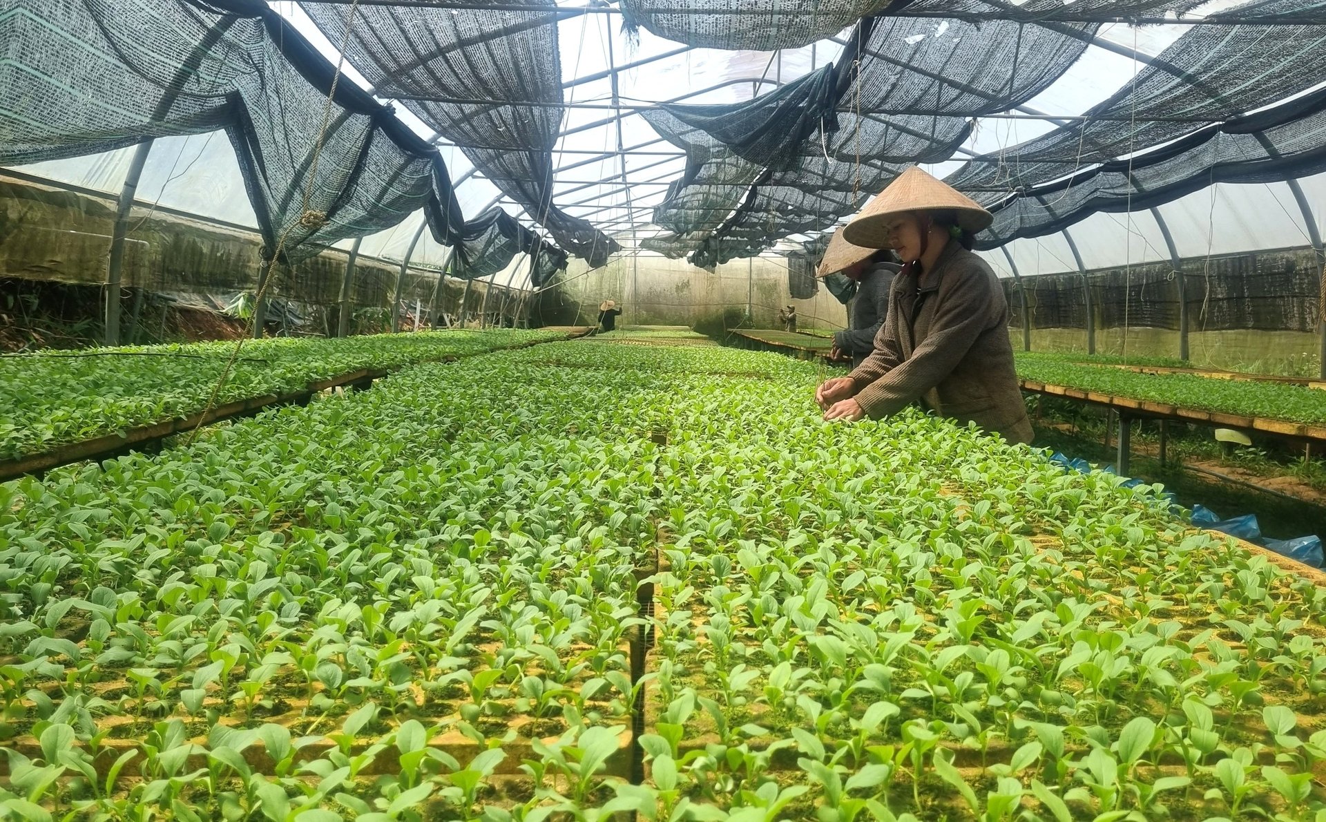 Rau cải được trồng theo quy trình hữu cơ. Ảnh: Tuấn Anh.