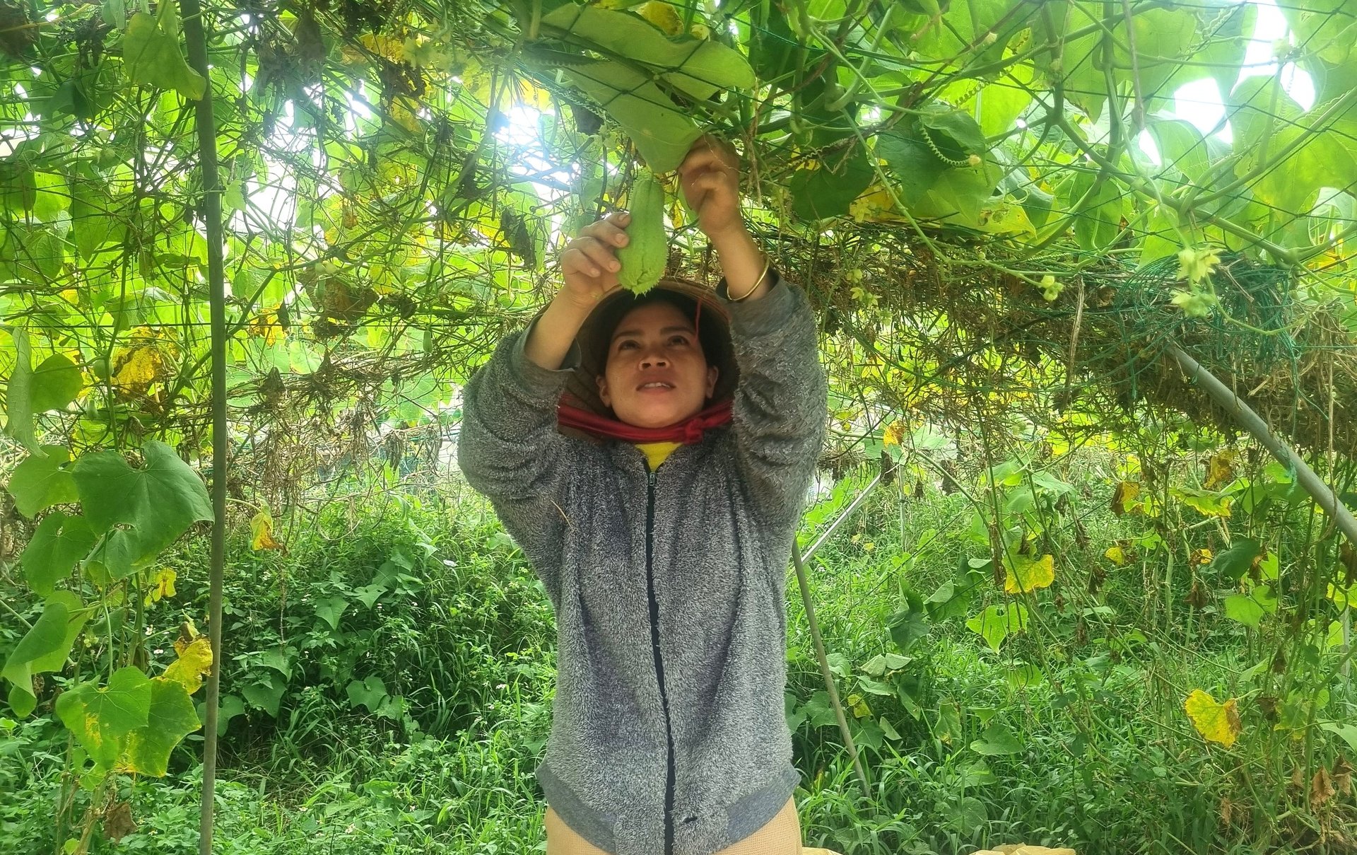 Vườn rau hữu cơ của Happy Vegi thu hút nhiều lao động là người đồng bào dân tộc thiểu số đến làm việc. Ảnh: Tuấn Anh.