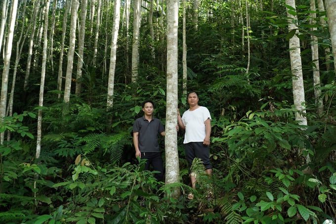 12345-111706_784.jpg Anh Nông Văn Hoàn (phải) tại rừng mỡ của gia đình. Ảnh: Quang Linh.