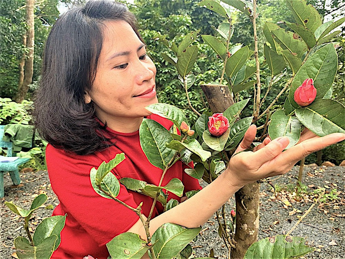 anh-5-5746-232753_505-232753.jpg Một cây trà hoa vàng trong rừng Đắk Búk So trổ bông sau 4 năm di thực từ rừng Chư Pưh (Gia Lai) về. Ảnh: Nhân vật cung cấp.