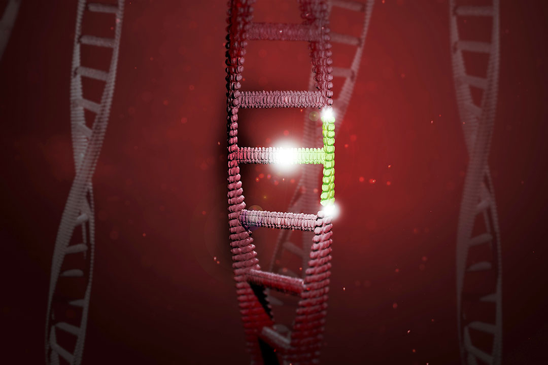A gene from the pig’s immune system is crucial in the process. This provides important new insights into the biology of the ASF virus. Photo: Dreamstime
