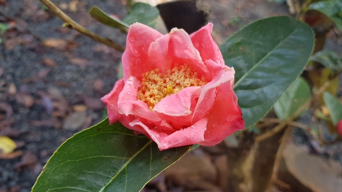z4221890399116_1f0d62aad433b786b8392ce19f6f8b3d-233534_958.jpg Bông hoa của cây trà hoa vàng dòng hồng trà quý hiếm. Ảnh: Nhân vật cung cấp.