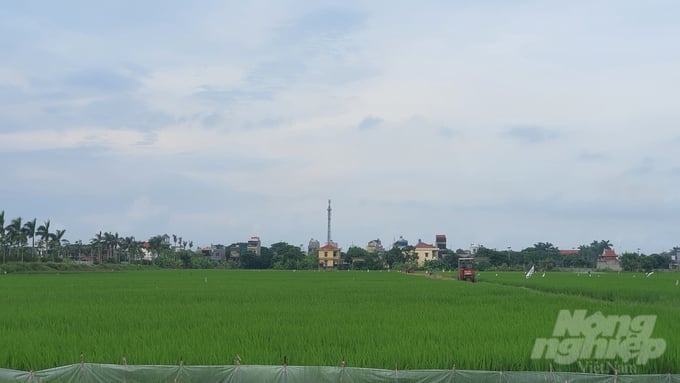z4635471077884_d3cc208aa4e1facc0131f06b86e130b4-163411_307-163411.jpg Lúa mượt đồng trên quê hương Thái Bình. Ảnh: Kiên Trung.