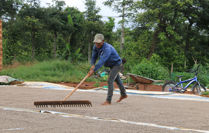 Nhờ trồng tiêu hữu cơ dù năng suất thấp hơn trước, song thu nhập của các thành viên HTX Farm Đắk Nông lại tăng cao. Ảnh: Quang Yên.