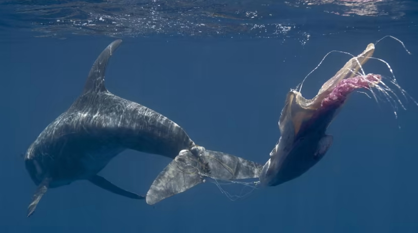 A Risso's dolphin entangled in fishing line and plastic bags. Photo: iStock
