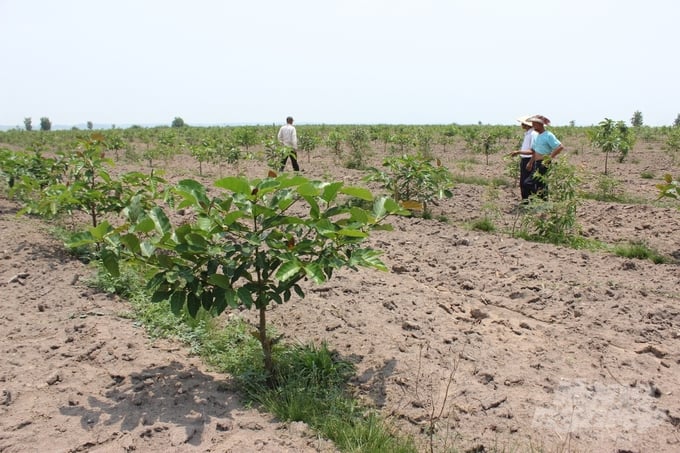 Tây Ninh nỗ lực trồng rừng trên vùng bán ngập, bảo vệ lòng hồ Dầu Tiếng. Ảnh: Trần Trung.