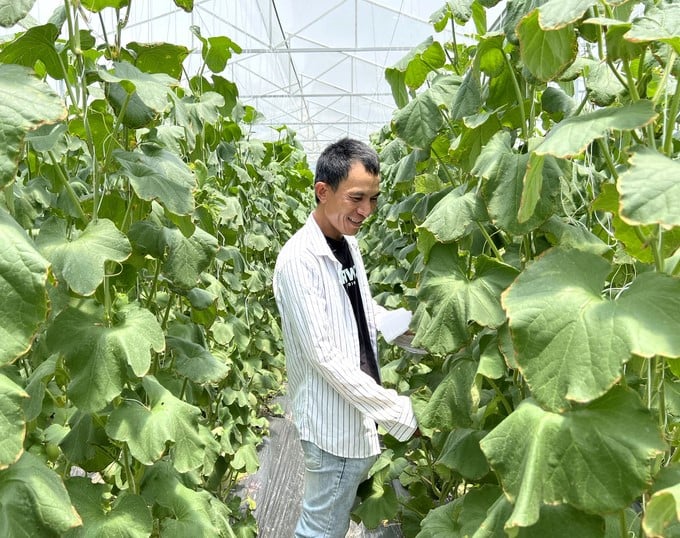 Mr. Dinh Cong Quang's high-tech cantaloupe farm. Photo: Thanh Son.