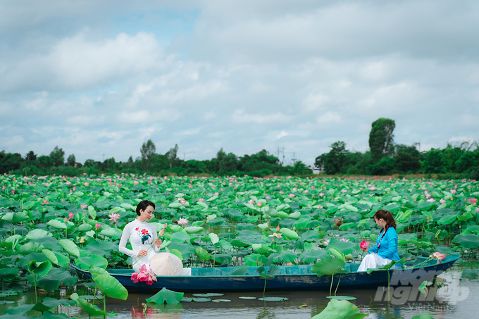 anh-5-093154_921-093154.jpg Không chỉ mang lại hiệu quả kinh tế với các sản phẩm chế biến từ sen, sen còn trở thành biểu tượng của ngành du lịch Đồng Tháp. Ảnh: Lê Hoàng Vũ.