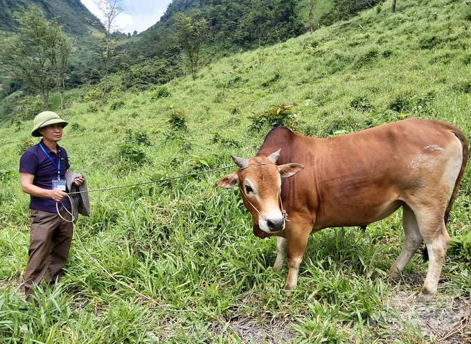 Nuôi bò vỗ béo từng mang lại thu nhập cao cho bà con ở Kỳ Sơn (Nghệ An), nhưng nay tình hình đang rất khó khăn. Ảnh: Việt Khánh.