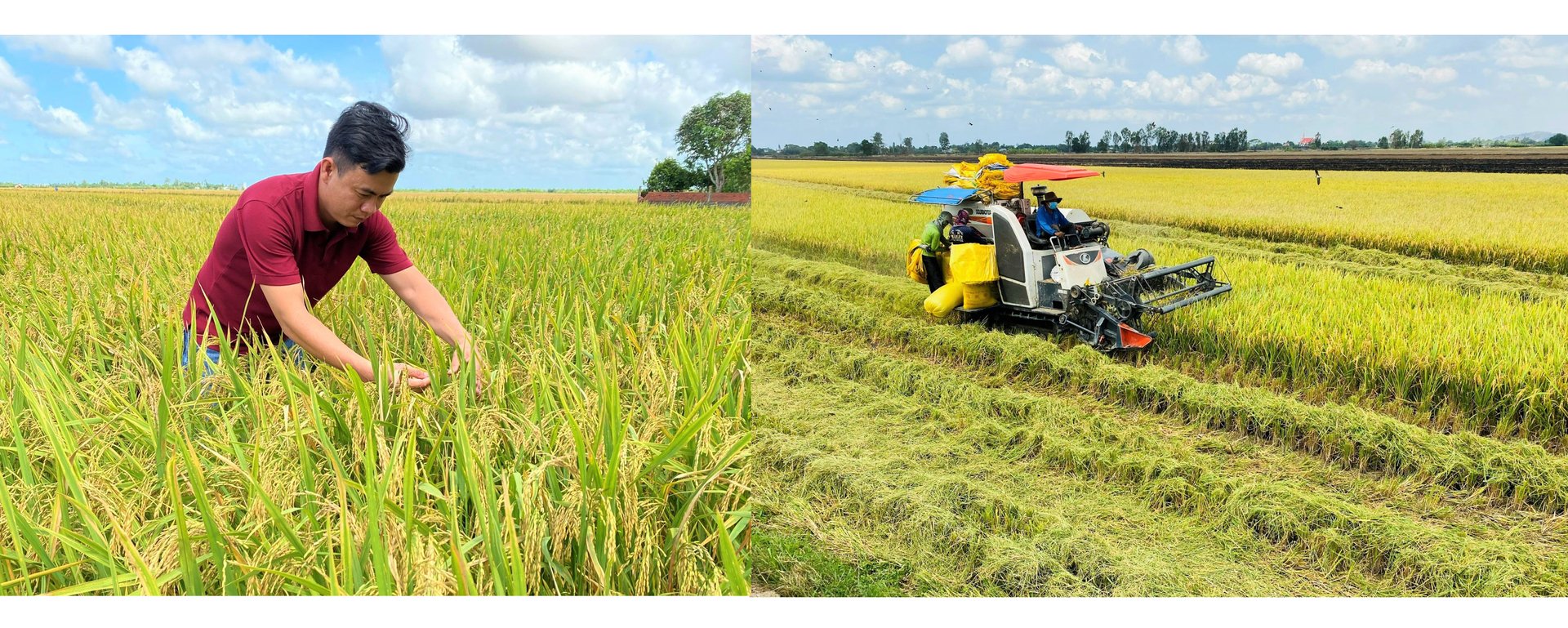 Tiến sĩ đặng kim sơn và lúa gạo việt Nam