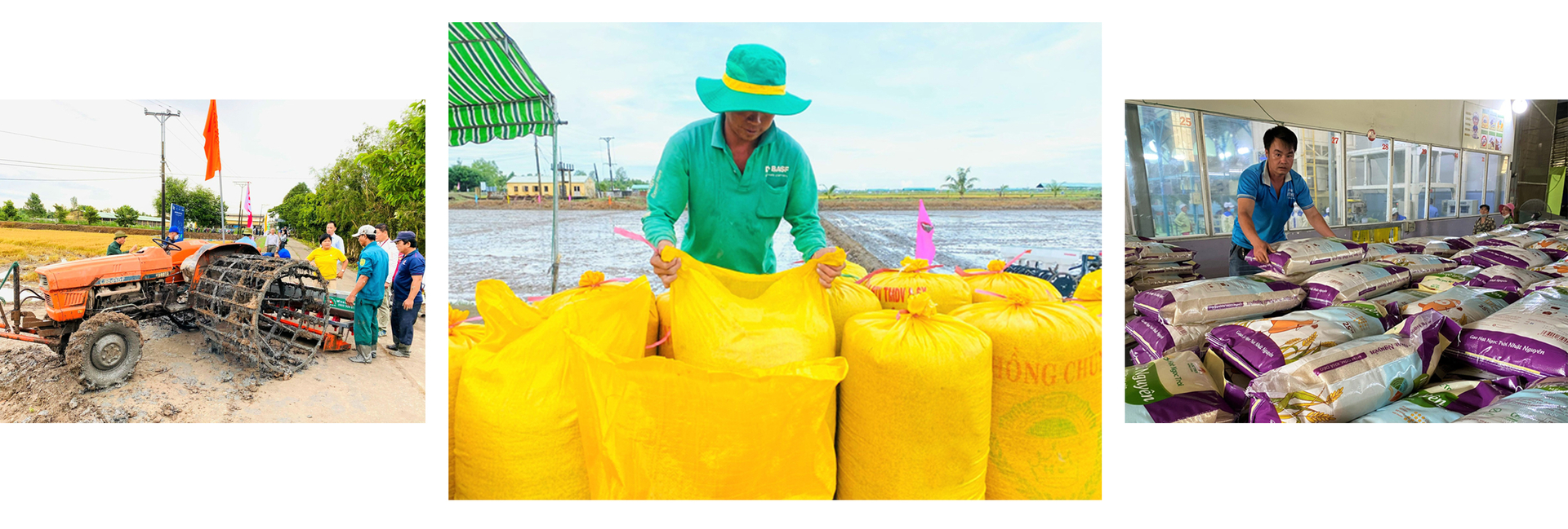 Tiến sĩ đặng kim sơn và lúa gạo việt Nam