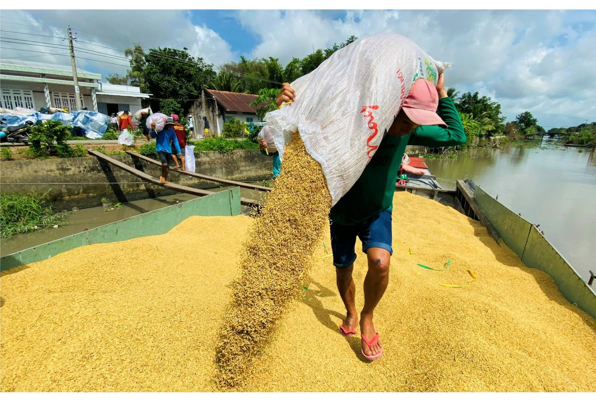 Tiến sĩ đặng kim sơn và lúa gạo việt Nam