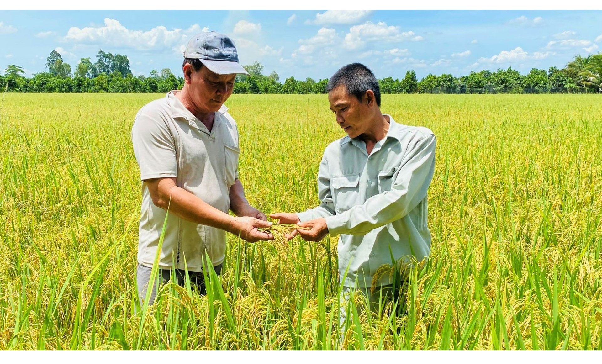 Tiến sĩ đặng kim sơn và lúa gạo việt Nam