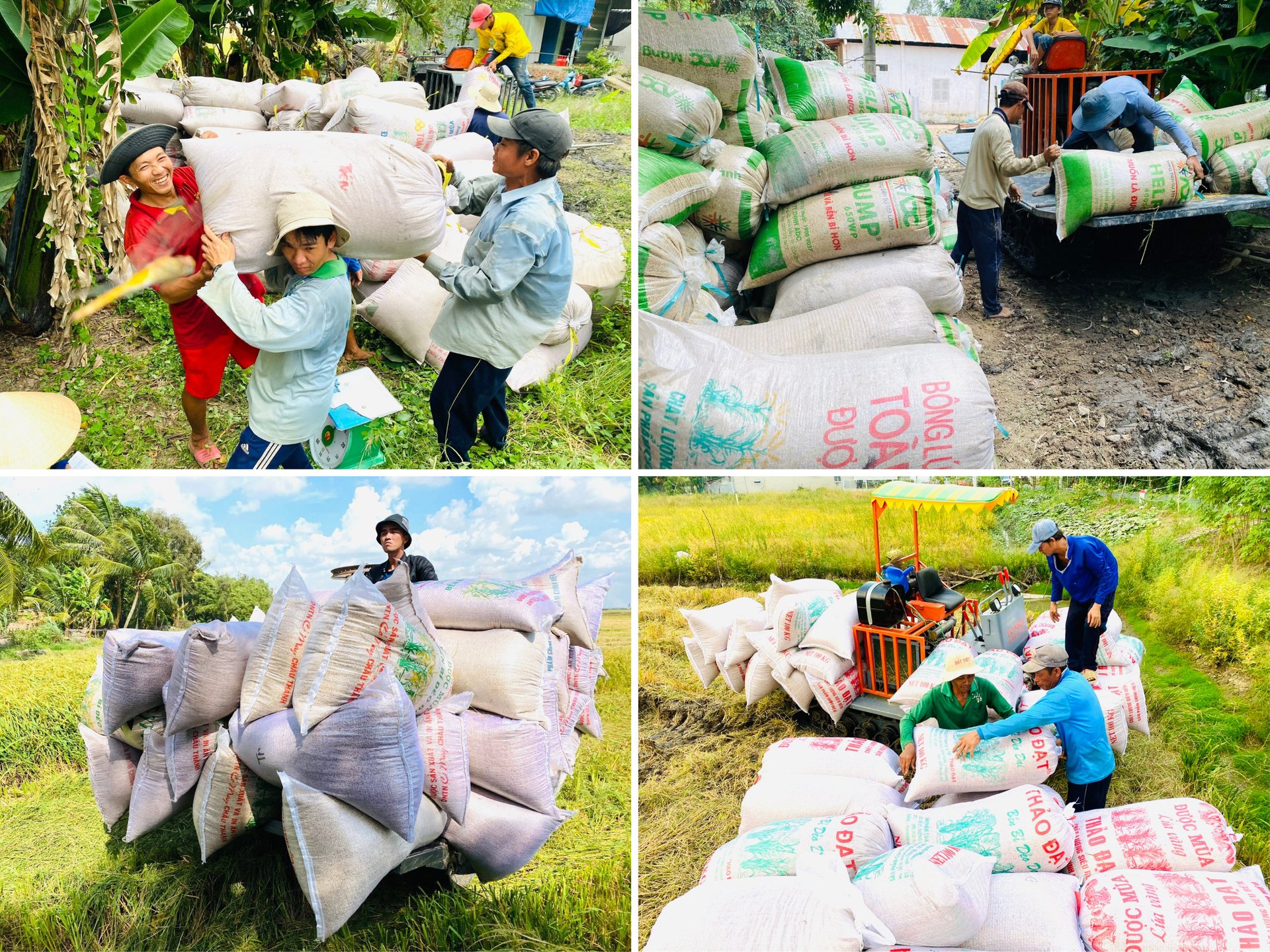 Từ thiếu lương thực, Việt Nam đã trở thành cường quốc xuất khẩu gạo.