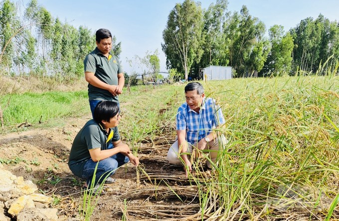 Dr. Tran Minh Hai and Loc Troi staff visited the rice-growing model in Tri Ton district, An Giang province. Photo: Le Hoang Vu.