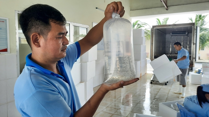 Công ty TNHH Việt Úc Quảng Ninh sản xuất thành công giống tôm chịu lạnh. Ảnh: Nguyễn Thành.