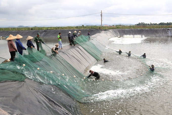 Nuôi tôm công nghiệp mang lại giá trị kinh tế cao cho ngành nông nghiệp Quảng Ninh. Ảnh: Nguyễn Thành.