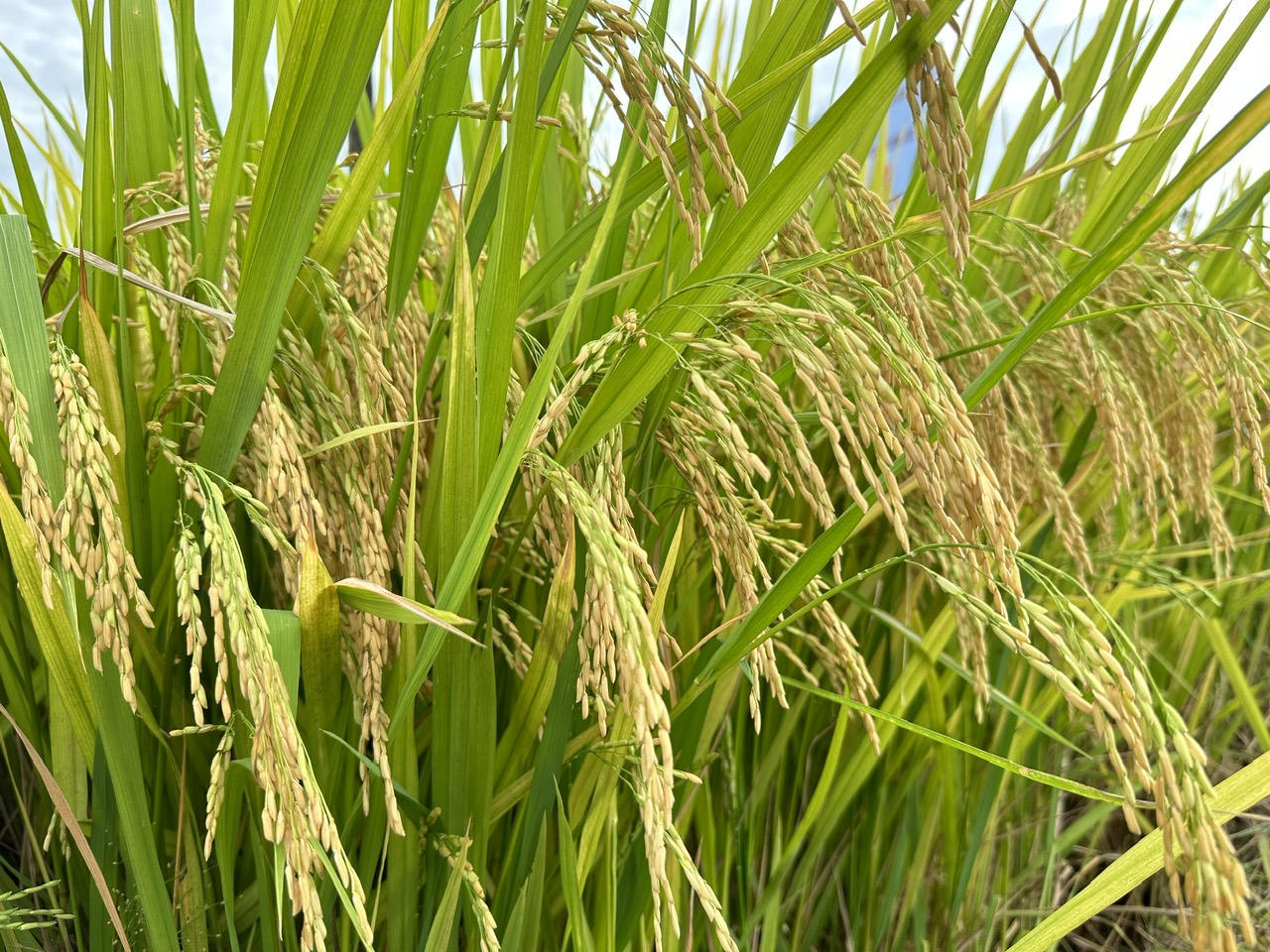 Vụ lúa hè thu năm nay, người dân các tỉnh Duyển hải Nam Trung bộ và Tây Nguyên đều được mùa, được giá. Ảnh: AT.