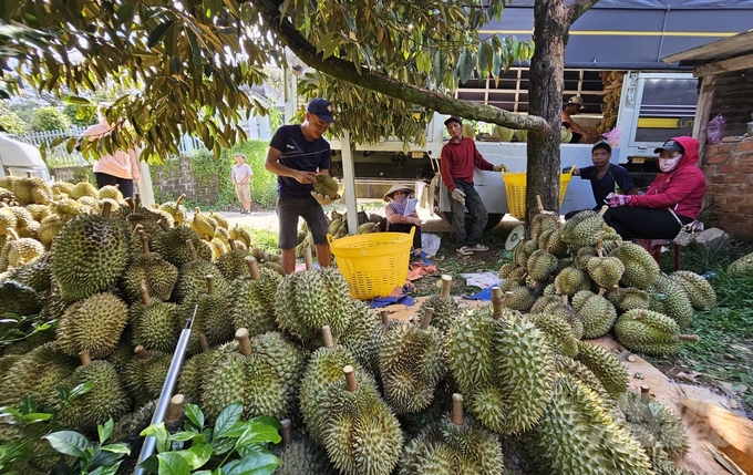Forum 'Identifying the current situation of linking consumption and export of durian 2023 and solutions for effective and sustainable development of Vietnam's durian industry' will be held on the morning of September 11, 2023 in Buon Ma Thuot city, Dak Lak province.