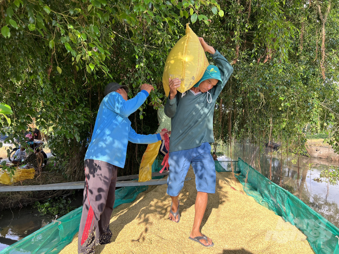 Although the yield for the 2023 summer-autumn rice crop was low, rice farmers make between twenty and thirty million VND per hectare. Photo: Trong Linh.