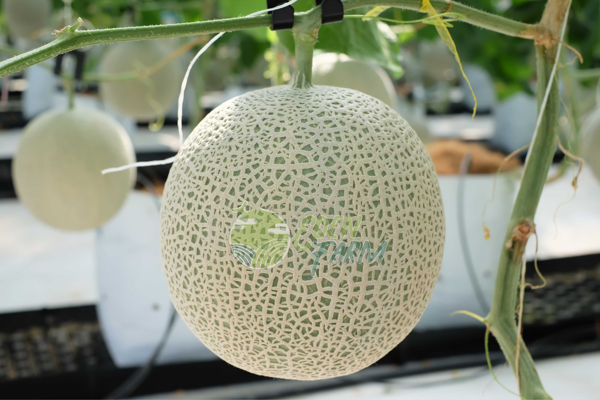 Sản phẩm dưa lưới của Eden Farm đạt chứng nhận GlobalGAP và đủ điều kiện xuất khẩu quốc tế.