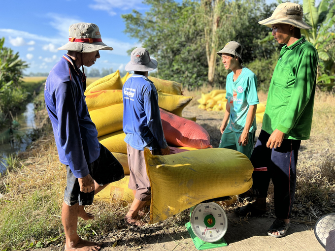 Rice prices have increased as a result of traders competing for the same supply. Photo: Trong Linh.