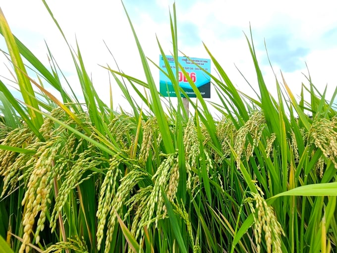 z4662527961410_f7b3225092c42b2bb3db79ad3c6a4f2f-160219_120.jpg Giống lúa ĐB6 rất sạch sâu bệnh. Ảnh: KS.