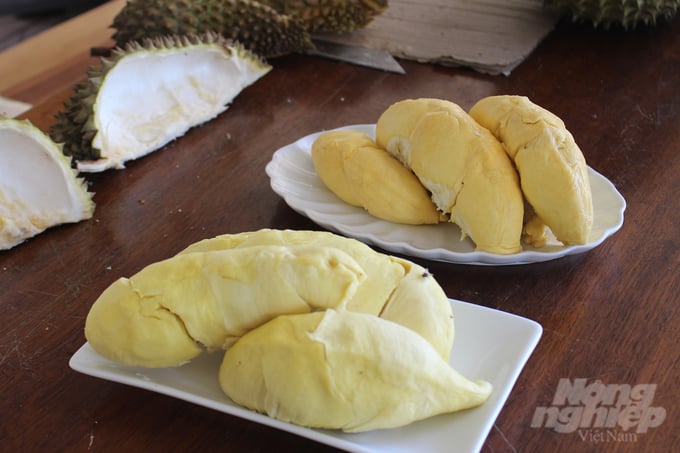 Khanh Son durian has a large, fragrant, sweet taste, yellow rice, and flat seeds. Photo: Kim So