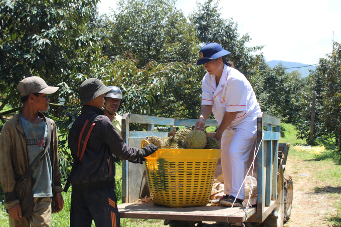 Khanh Son durian is being harvested at the end of the season, but the price of durian purchased in buckets remains stable at VND 70 - 80 thousand/kg. Photo: Kim So
