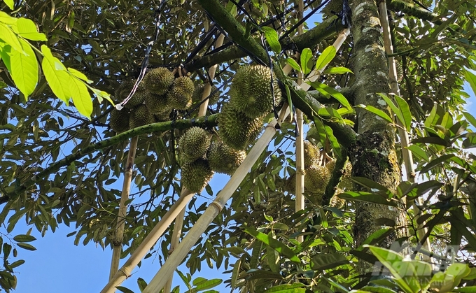 Khanh Son Durian has the advantage of flowering and fruiting 'out of phase' with other places, so it is not competitive in the consumer market. Photo: Kim So