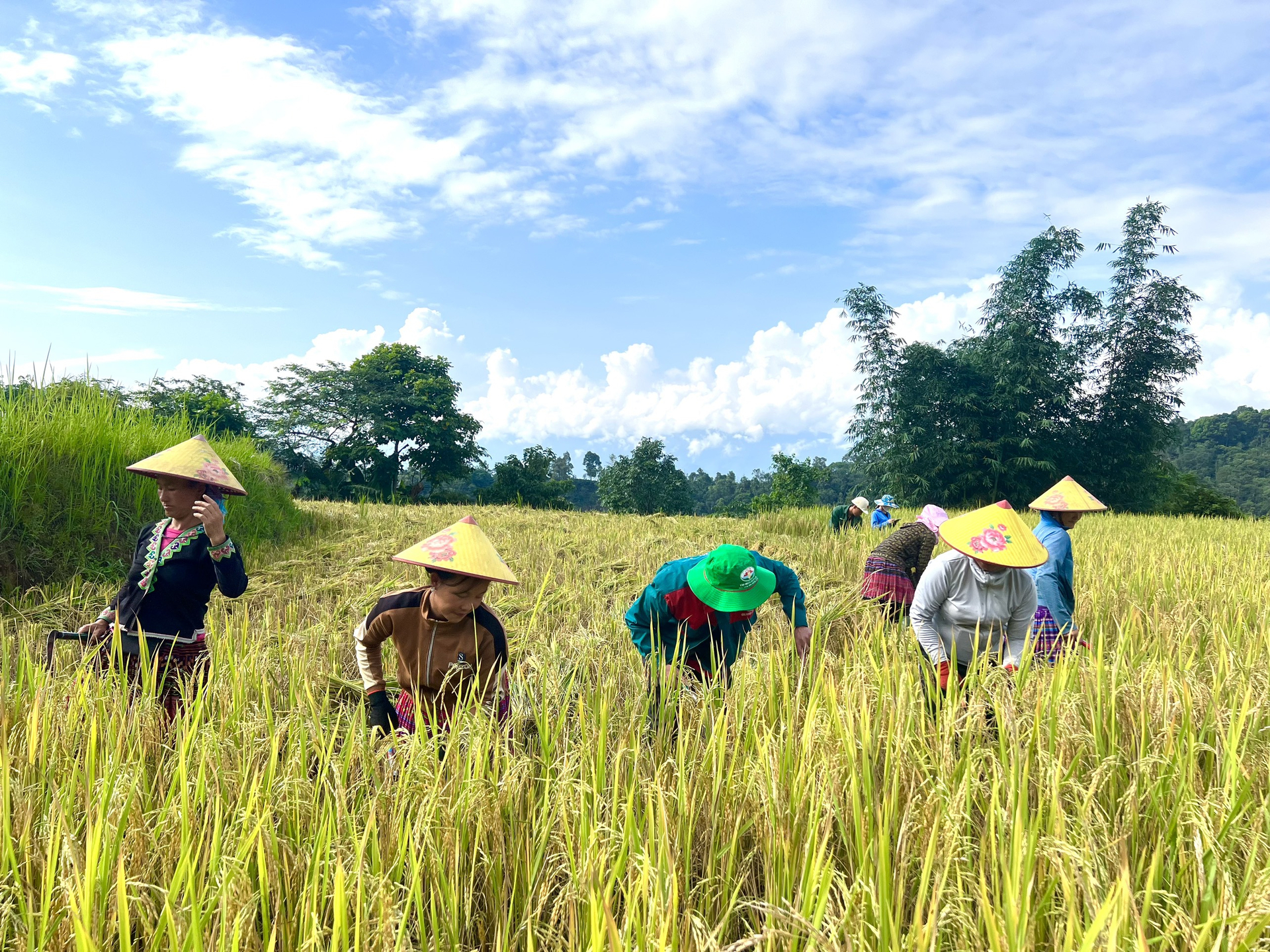 Người Mông ở Tả Lèng thu hoạch lúa Tẻ Râu hữu cơ. Ảnh: Huy Bình.