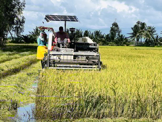 z3829377863326_a9371cacb04b751e5ebb89f10acb8290-165111_428.jpg Nhờ hệ thống đê bao khép kín gắn với trạm bơm nên các trà lúa hè thu trên địa bàn huyện Phước Long không bị đổ ngã, lúa đạt chất lượng cao. Ảnh: Trọng Linh.