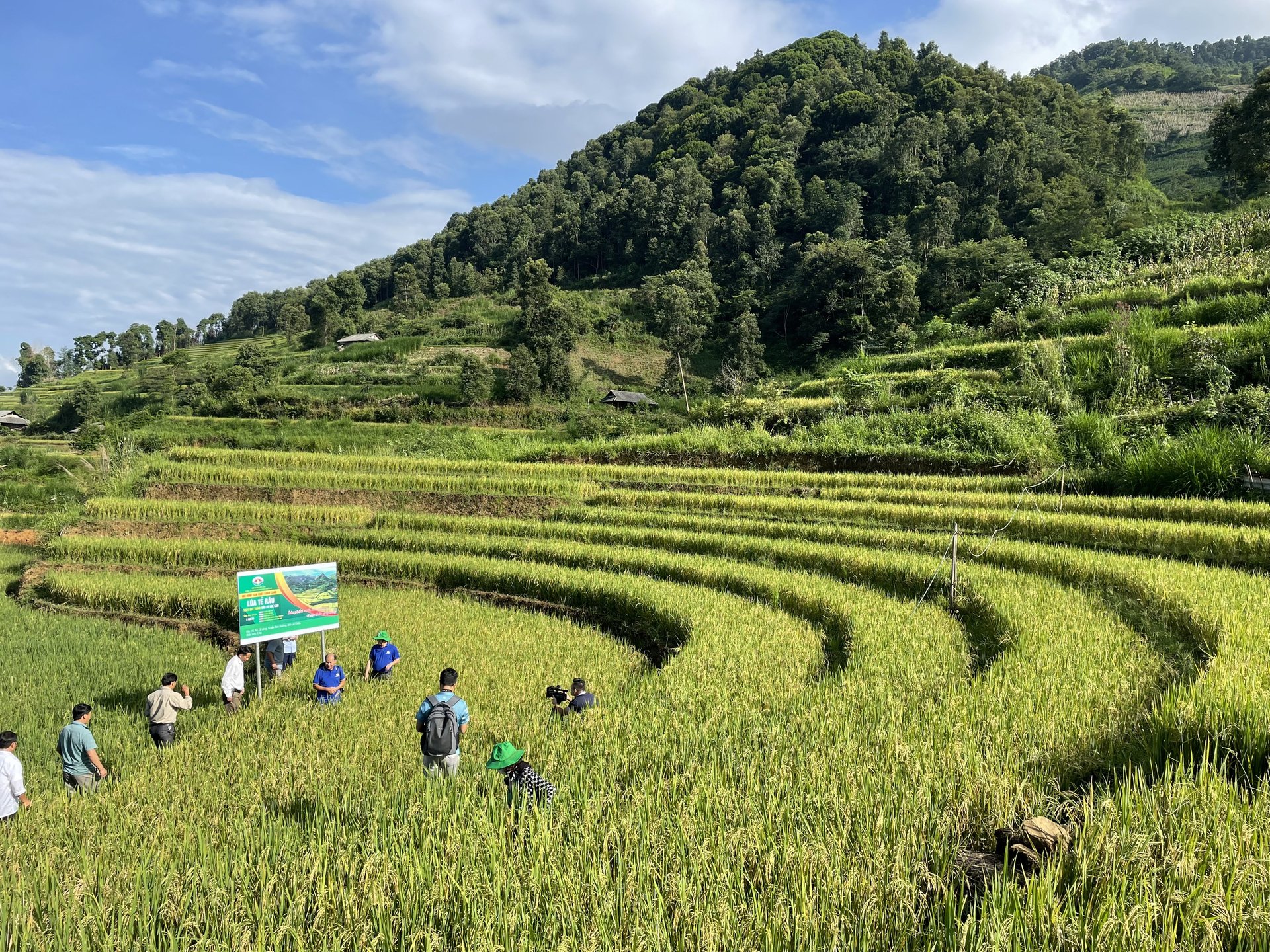 Đặc sản lúa Tẻ Râu giữa lưng trời Tây Bắc. Ảnh: Hoàng Anh.