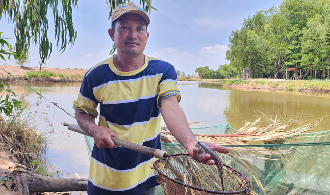 Livelihood conversion model from coastal seafood exploitation to aquaculture under the forest canopy supported by Project WB9 for people in Cu Lao Dung district, Soc Trang province. Photo: Kim Anh.