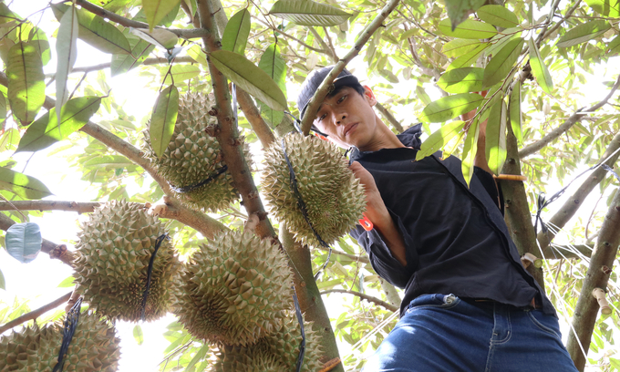 The disrupted connection between farmers and businesses has a significant impact on the overall yield of the crop. Photo: Quang Yen.
