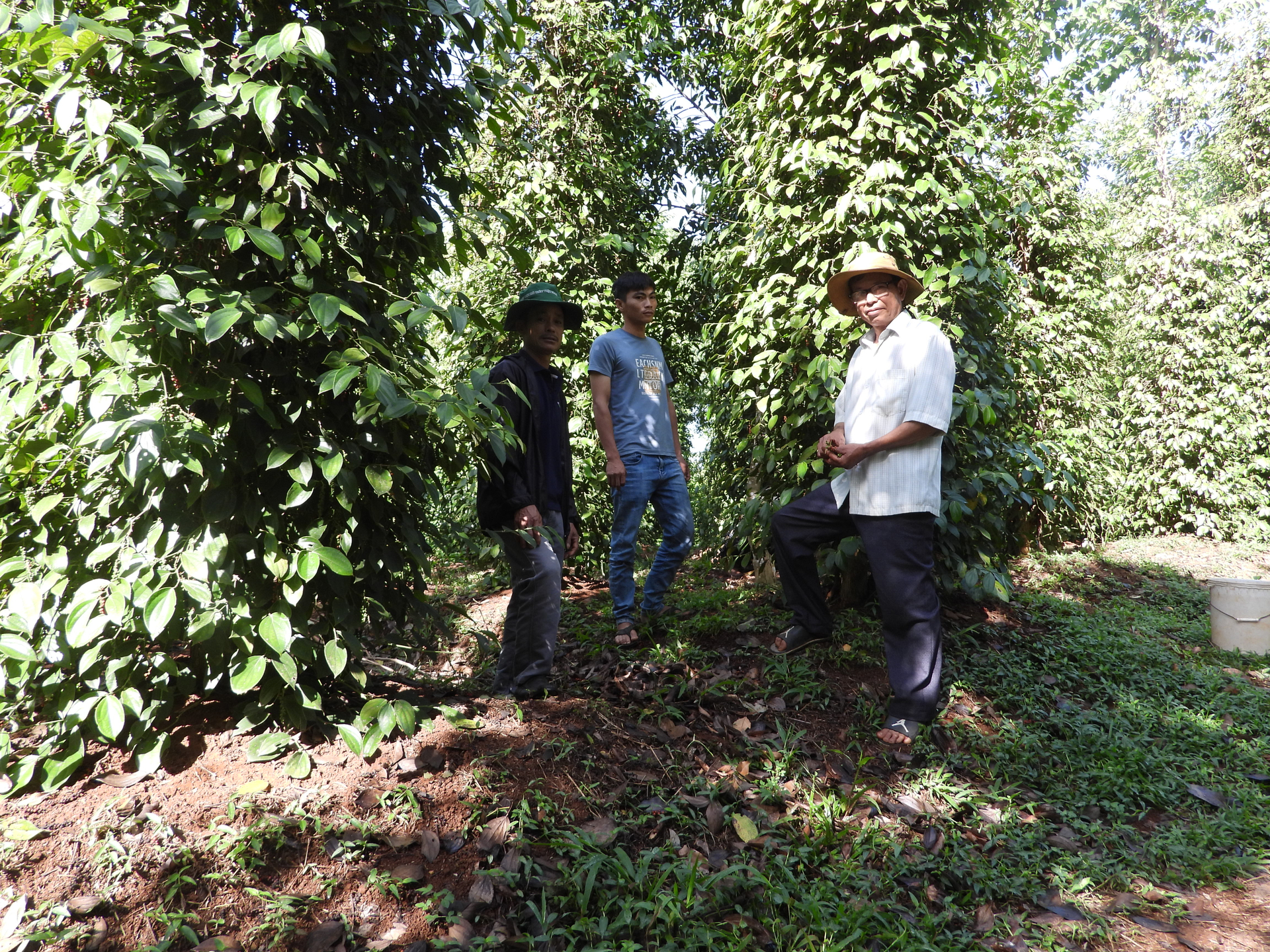 Bu Gia Map pepper chain links with Nesdpice Vietnam Spice Company. Photo: Tran Trung.