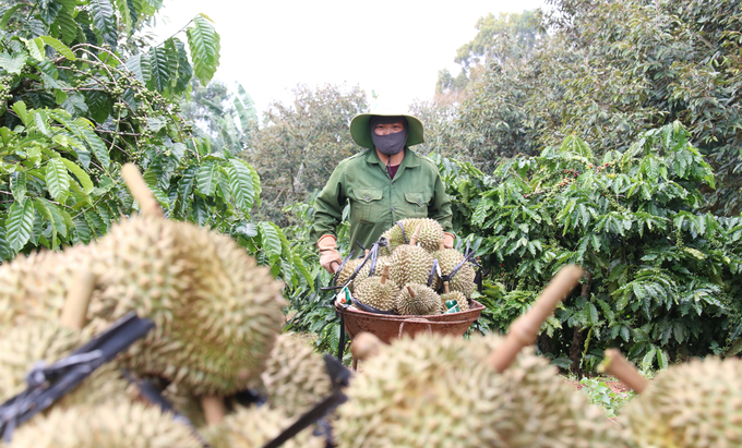 When the market price surpasses the signed contract price with businesses, farmers are willing to forfeit their deposits. Photo: Quang Yen.