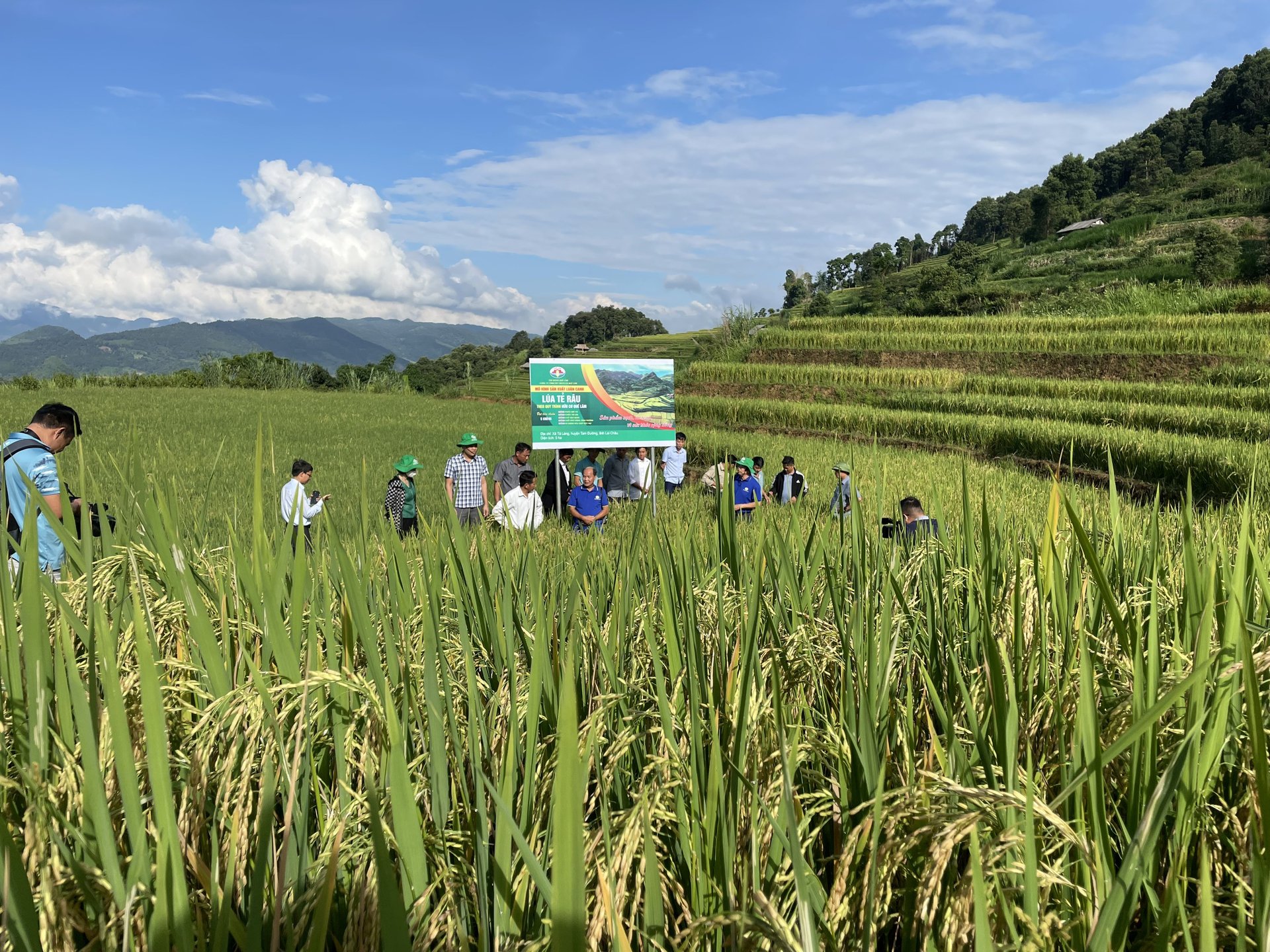 Organic Te Rau rice model in Ta Leng commune. Photo: Hoang Anh.