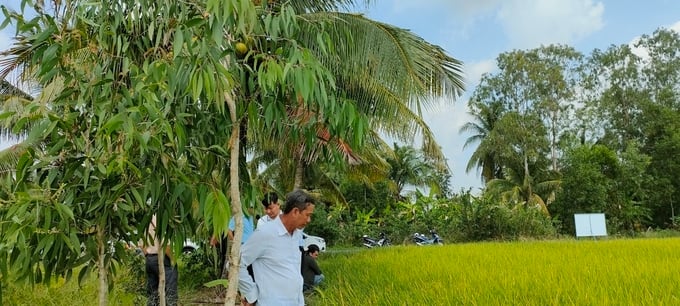 Thăm ruộng lúa phun khoáng bằng dây bay. 