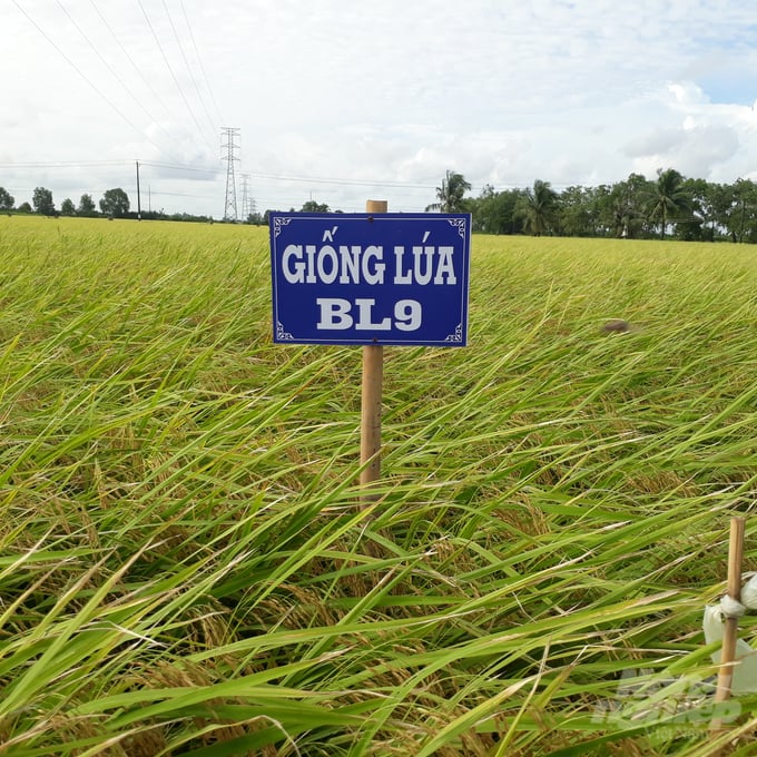 bl9-19-140247_546-140248.jpg Cục Trồng trọt công nhận lưu hành đặc cách giống lúa BL9. Ảnh: Trọng Linh.