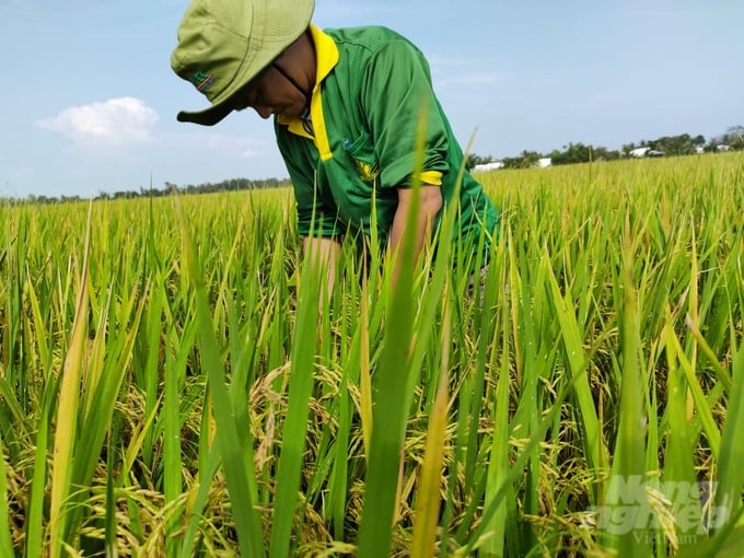 cuc-trong-trot-cong-nhan-luu-hanh-dac-cach-giong-lua-bl9-174058_695-174058.jpg BL9 là giống lúa có rất nhiều tiềm năng đáp ứng yêu cầu xuất khẩu. Ảnh: Trọng Linh.