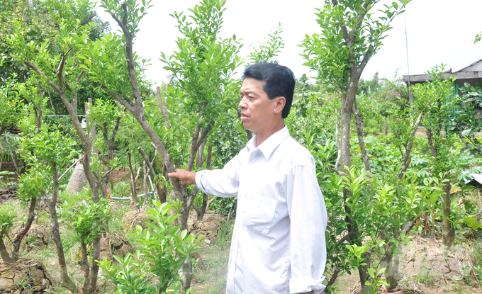 Biotechnology solutions researched by Can Tho University have helped treat saline soil for orchards in Ben Tre. Photo: Huu Duc.