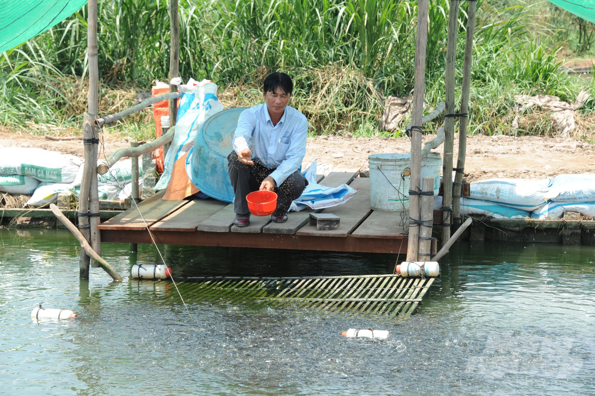 anh-3-134330_272-134331.jpg Hiện giá nhiều loại cá giống nước ngọt giá ở mức ổn định so với cùng kỳ năm ngoái. Ảnh: Lê Hoàng Vũ.